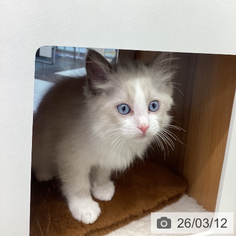 ラグドールの写真