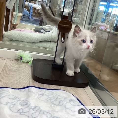 ラグドールの写真