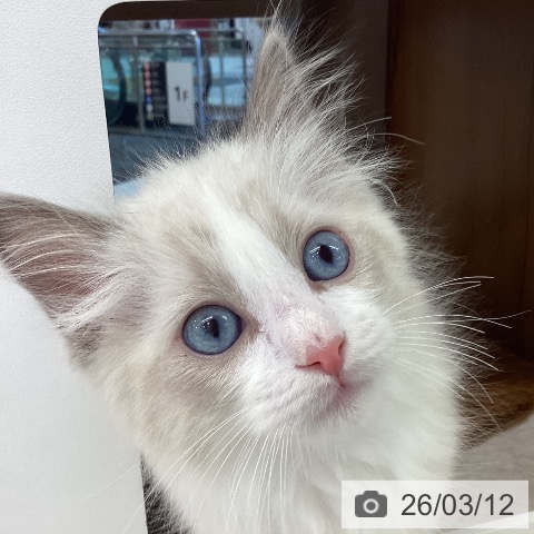 ラグドールの写真