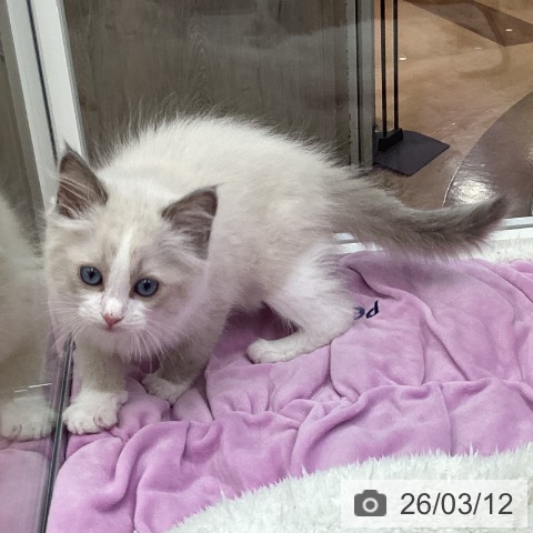 ラグドールの写真