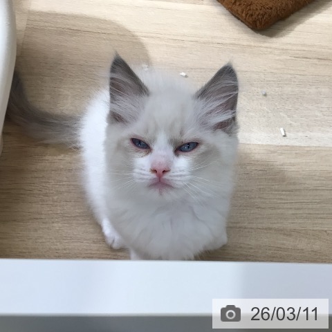 東京都のラグドール (ペットプラス 日の出店/2026年1月7日生まれ/男の子/ブルーポイントバイカラー)の子猫の3枚目の画像