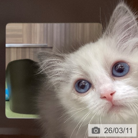 埼玉県のラグドール (ペットプラス 八潮店/2026年1月7日生まれ/女の子/ブルーポイントバイカラー)の子猫の4枚目の画像