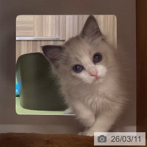 埼玉県のラグドール (ペットプラス 八潮店/2026年1月7日生まれ/女の子/ブルーポイントバイカラー)の子猫の3枚目の画像