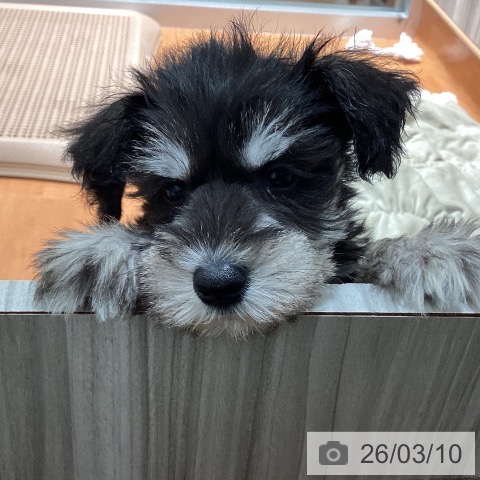 ミニチュア・シュナウザーの写真