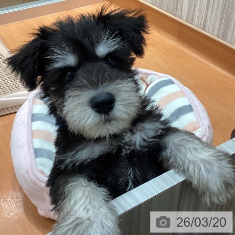 千葉県のミニチュアシュナウザー (ペットプラス 柏店/2026年1月8日生まれ/男の子/ブラックシルバー)の子犬の4枚目の画像