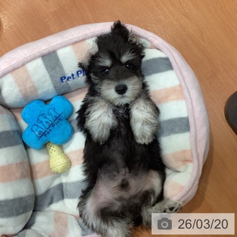 千葉県のミニチュアシュナウザー (ペットプラス 柏店/2026年1月8日生まれ/男の子/ブラックシルバー)の子犬の3枚目の画像