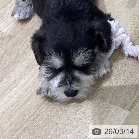 宮城県のミニチュアシュナウザー (ペットプラス 仙台上杉店/2026年1月8日生まれ/男の子/ブラックシルバー)の子犬の4枚目の画像