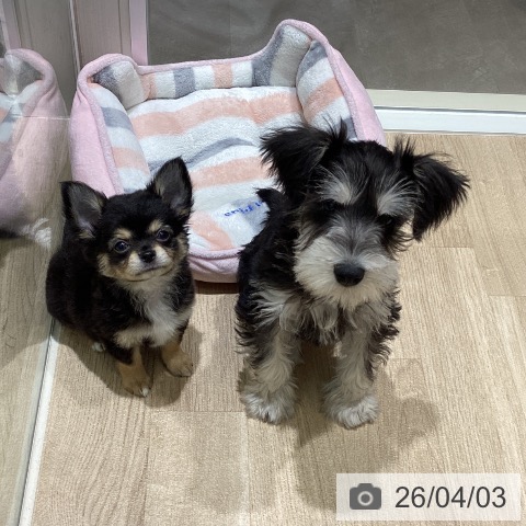 宮城県のミニチュアシュナウザー (ペットプラス 仙台上杉店/2026年1月8日生まれ/男の子/ブラックシルバー)の子犬の4枚目の画像