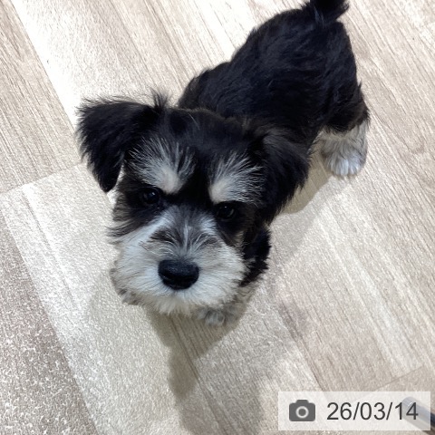 宮城県のミニチュアシュナウザー (ペットプラス 仙台上杉店/2026年1月8日生まれ/男の子/ブラックシルバー)の子犬の3枚目の画像