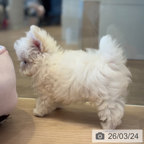 千葉県のマルチーズ (ペットプラス 幕張新都心店/2026年1月8日生まれ/男の子/ホワイト)の子犬の4枚目の画像