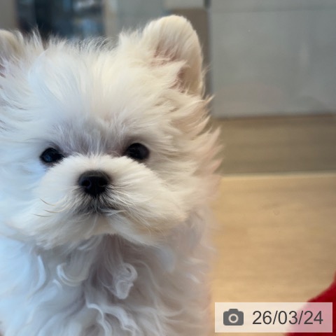 千葉県のマルチーズ (ペットプラス 幕張新都心店/2026年1月8日生まれ/男の子/ホワイト)の子犬の3枚目の画像