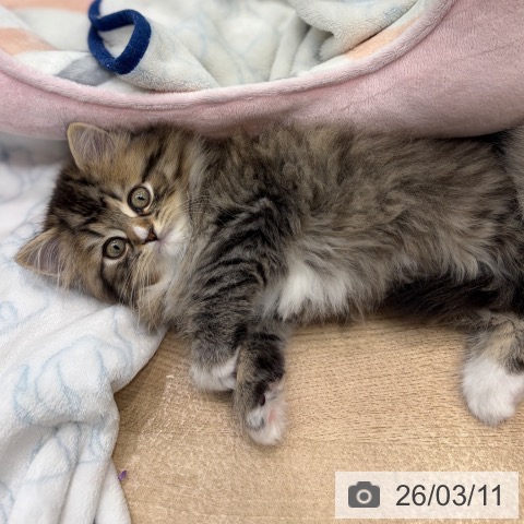 サイベリアンの写真