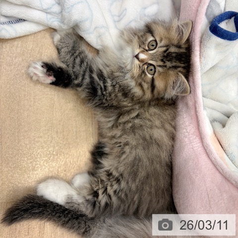 サイベリアンの写真