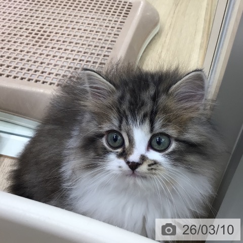 サイベリアンの写真