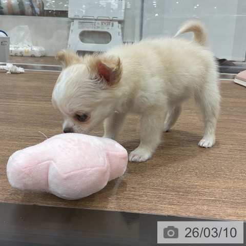 埼玉県のチワワ(ロング) (ペッツワン 吉川美南店/2026年1月6日生まれ/男の子/クリームホワイト)の子犬の3枚目の画像