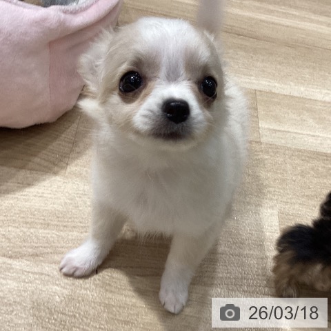 埼玉県のチワワ(ロング) (ペットプラス ピオニウォーク東松山店/2026年1月6日生まれ/女の子/クリームホワイト)の子犬の4枚目の画像