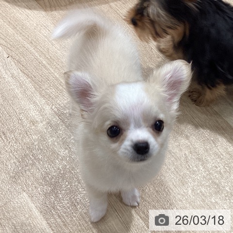 埼玉県のチワワ(ロング) (ペットプラス ピオニウォーク東松山店/2026年1月6日生まれ/女の子/クリームホワイト)の子犬の3枚目の画像