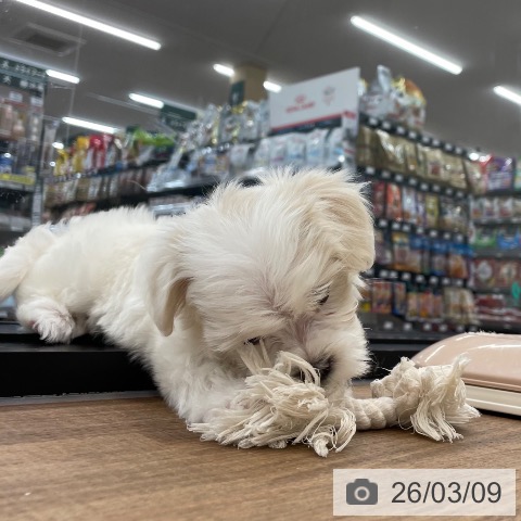 マルチーズの写真
