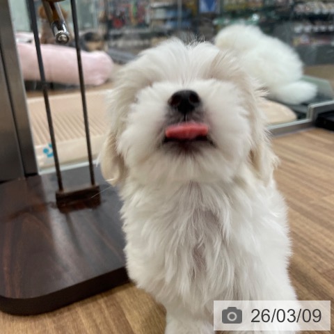 マルチーズの写真