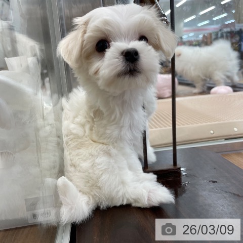 マルチーズの写真