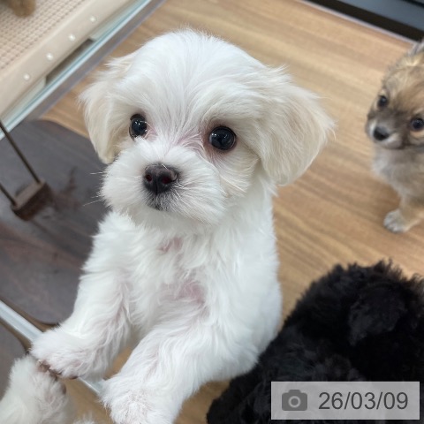 マルチーズの写真