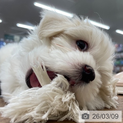 マルチーズの写真