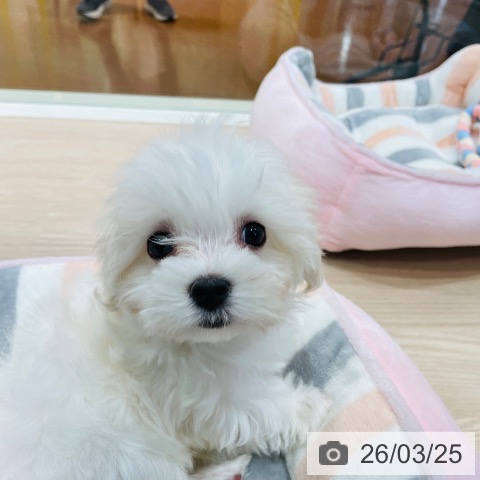 千葉県のマルチーズ (ペットプラス ユーカリが丘店/2026年1月8日生まれ/男の子/ホワイト)の子犬の4枚目の画像