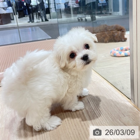 千葉県のマルチーズ (ペットプラス 柏店/2026年1月8日生まれ/男の子/ホワイト)の子犬の4枚目の画像