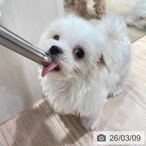 マルチーズの写真
