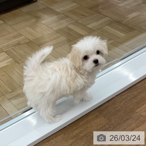 千葉県のマルチーズ (ペッツワン 千葉ニュータウン店/2026年1月8日生まれ/女の子/ホワイト)の子犬の4枚目の画像