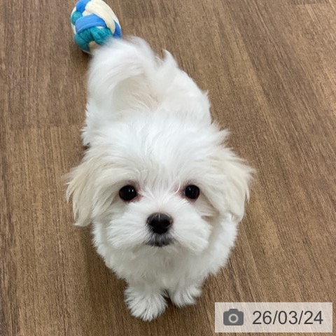 千葉県のマルチーズ (ペッツワン 千葉ニュータウン店/2026年1月8日生まれ/女の子/ホワイト)の子犬の3枚目の画像
