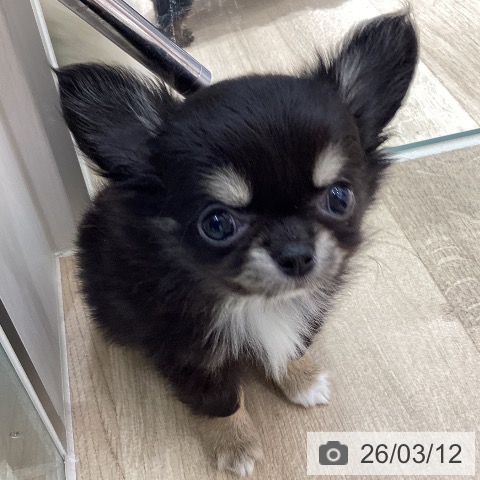 宮城県のチワワ(ロング) (ペットプラス 仙台上杉店/2026年1月5日生まれ/男の子/ブラックタンホワイト)の子犬の4枚目の画像