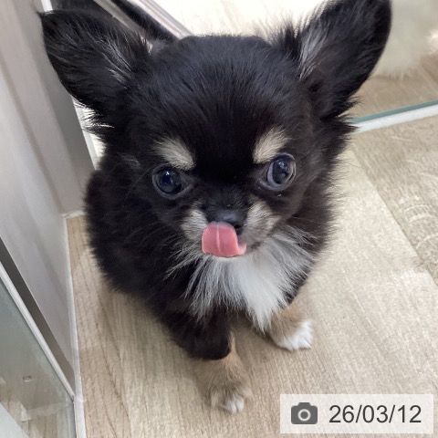 宮城県のチワワ(ロング) (ペットプラス 仙台上杉店/2026年1月5日生まれ/男の子/ブラックタンホワイト)の子犬の3枚目の画像