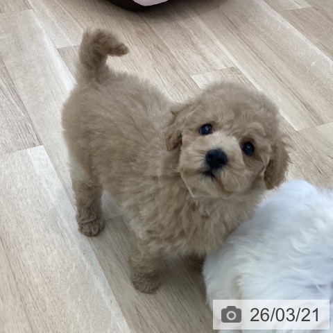 神奈川県のトイプードル(トイ) (ペットプラス 相模原並木店/2026年1月8日生まれ/男の子/アプリコット)の子犬の4枚目の画像