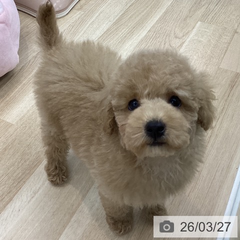 神奈川県のトイプードル(トイ) (ペットプラス 相模原並木店/2026年1月8日生まれ/男の子/アプリコット)の子犬の3枚目の画像