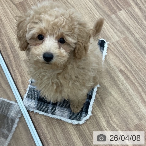 トイ・プードルの写真