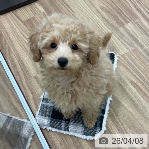 トイ・プードルの写真