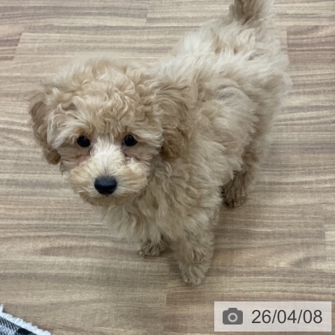 トイ・プードルの写真