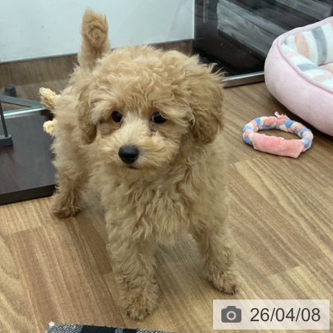 トイ・プードルの写真