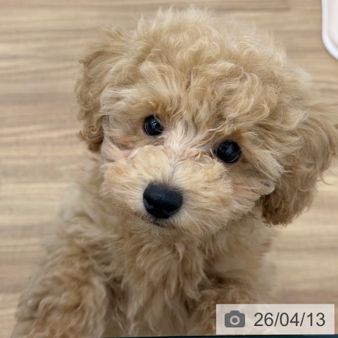 トイ・プードルの写真