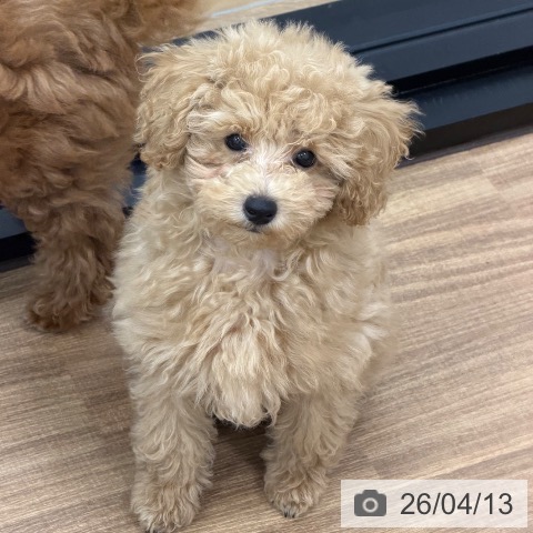 トイ・プードルの写真