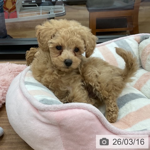 茨城県のトイプードル(トイ) (ペッツワン 古河店/2026年1月8日生まれ/男の子/アプリコット)の子犬の3枚目の画像