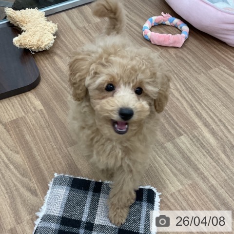 茨城県のトイプードル(トイ) (ペッツワン 古河店/2026年1月8日生まれ/男の子/アプリコット)の子犬の3枚目の画像