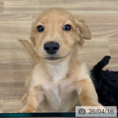 茨城県のミニチュアダックスフンド(ロング) (ペッツワン 古河店/2026年1月5日生まれ/男の子/ゴールド)の子犬の4枚目の画像