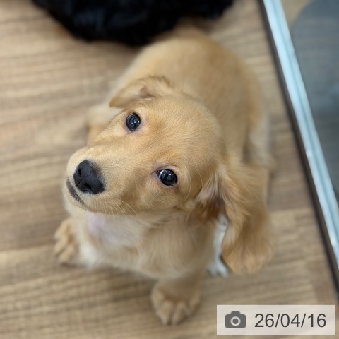 茨城県のミニチュアダックスフンド(ロング) (ペッツワン 古河店/2026年1月5日生まれ/男の子/ゴールド)の子犬の3枚目の画像