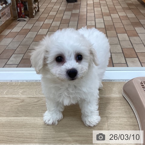 ビション・フリーゼの写真