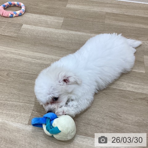 群馬県のビションフリーゼ (ペットプラス 前橋店/2026年1月7日生まれ/男の子/ホワイト)の子犬の3枚目の画像