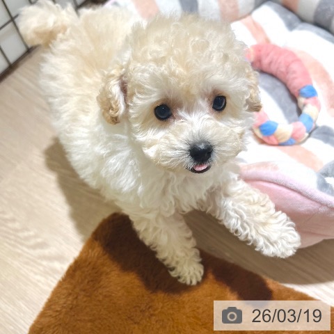東京都のトイプードル(トイ) (ペットプラス 板橋店/2026年1月7日生まれ/女の子/クリーム)の子犬の4枚目の画像