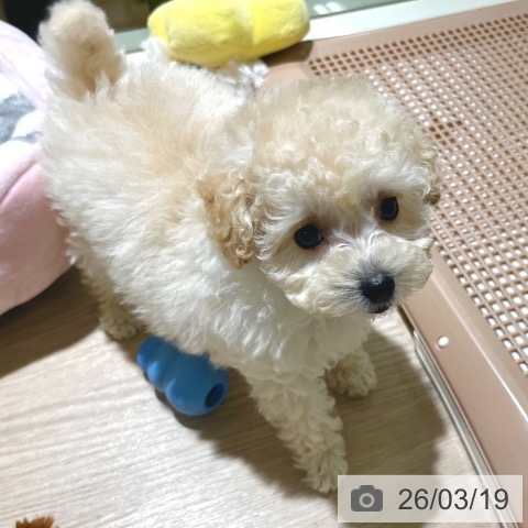 東京都のトイプードル(トイ) (ペットプラス 板橋店/2026年1月7日生まれ/女の子/クリーム)の子犬の3枚目の画像