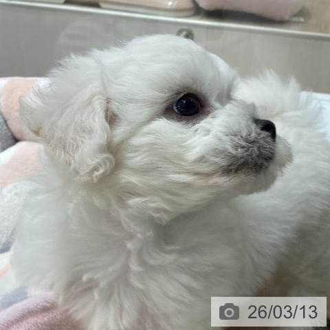 宮城県のビションフリーゼ (ペットプラス 仙台上杉店/2026年1月7日生まれ/男の子/ホワイト)の子犬の4枚目の画像